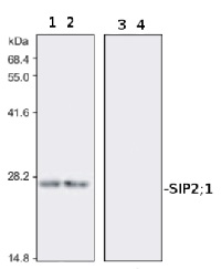 SIP2 | Small basic intrinsic protein 2-1 in the group Antibodies Plant/Algal  / Membrane Transport System / Endomembrane system at Agrisera AB (Antibodies for research) (AS09 496)